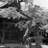 とある神社