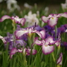 花菖蒲の舞（１）