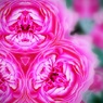 薔薇の夢