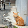 路地裏のチビさん