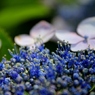 紫陽花 