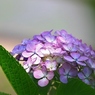 紫陽花 ・2