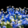 Hydrangea Drop