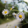 春花