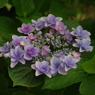 Pentax purple