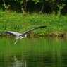 IMGP1096