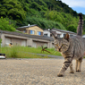 ニャン次郎さん、カメラを見ながら歩く