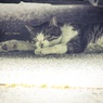 車の下で(ρω*)ﾉ~ｵﾔｽﾐ