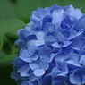 飛鳥山公園にて　６