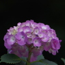 飛鳥山公園にて　８