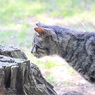 すんすん