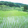 田園