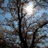 2009SAKURA