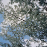 2009 SAKURA