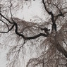 2009 sakura