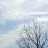 2009 sakura
