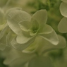 紫陽花　シルキー