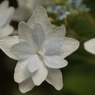 紫陽花　幾重にも