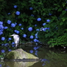 紫陽花のスポットライトをあびて
