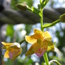 湿原の花たち～カキラン