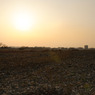 多摩川(2010-2-22)-18