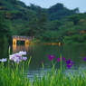 夜の花菖蒲（１）
