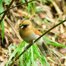 三清山の野鳥1