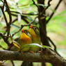 三清山の野鳥2