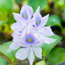 夏の紋章