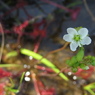 湿原の花たち～モウセンゴケ