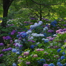 紫陽花の森（１）