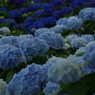 紫陽花の森（５）