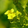 菜の花