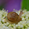 紫陽花に誘われて　3
