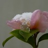 山茶花