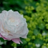 芍薬が目覚める頃　4