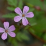 芍薬が目覚める頃　14