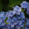 旬な花_紫陽花