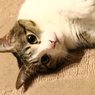 うらめしにゃ～