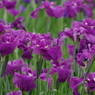 花太夫