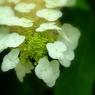 紫陽花・東慶寺 XI