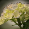 紫陽花　滲む