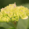 紫陽花　レモン色