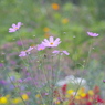 花のうつろい