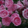 ６月の薔薇