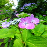 紫陽花・東慶寺 XII