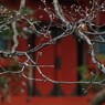春への助走（上野・東照宮）