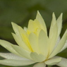 今日はしっとり