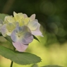 紫陽花と