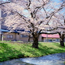 福島　観音寺川の桜　⑤